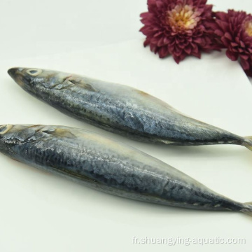 Frozen Pacific Mackerel en vente en 8-10pcs / kg personnalisé